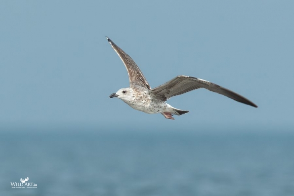Gulls, Terns, Skimmers (Laridae)