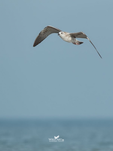 Gulls, Terns, Skimmers (Laridae)