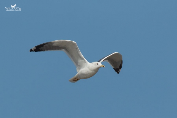 Gulls, Terns, Skimmers (Laridae)