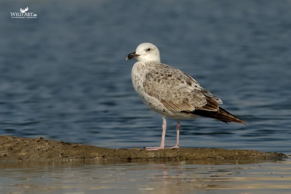 Gulls, Terns, Skimmers (Laridae)