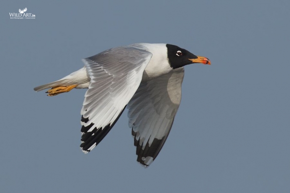 Gulls, Terns, Skimmers (Laridae)