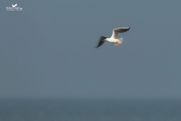 Gulls, Terns, Skimmers (Laridae)