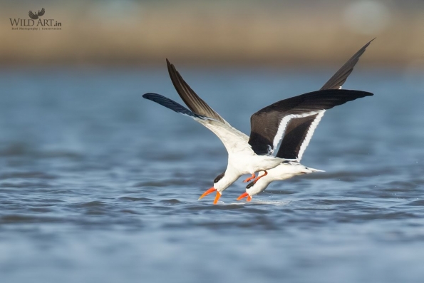 Gulls, Terns, Skimmers (Laridae)