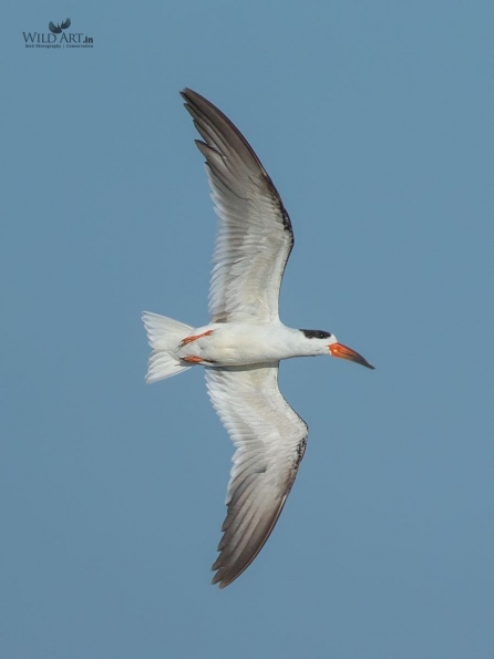 Gulls, Terns, Skimmers (Laridae)