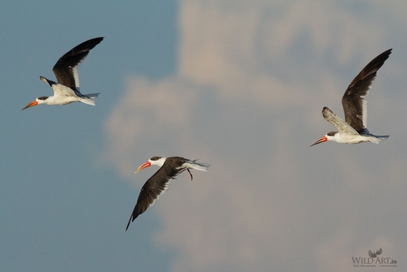 Gulls, Terns, Skimmers (Laridae)