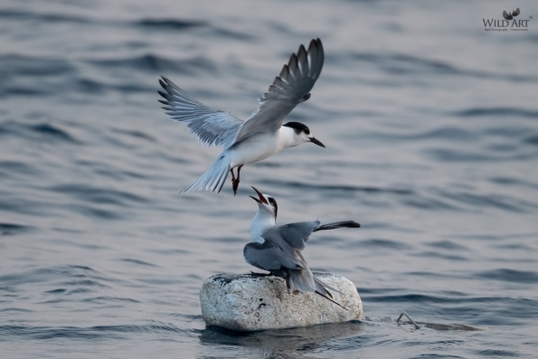 Gulls, Terns, Skimmers (Laridae)