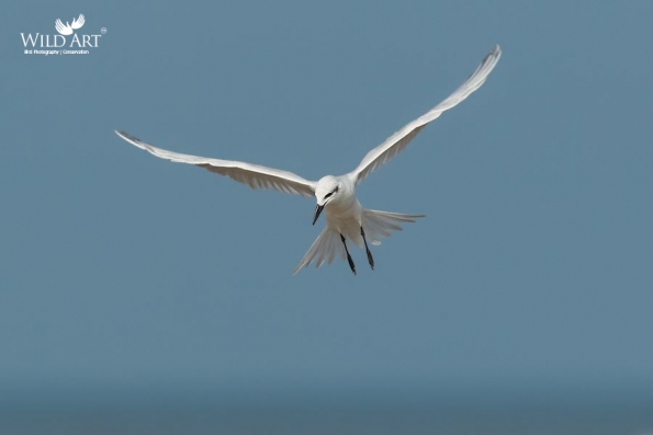 Gulls, Terns, Skimmers (Laridae)
