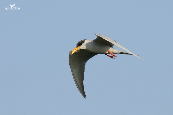 Gulls, Terns, Skimmers (Laridae)