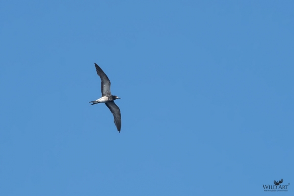 Gulls, Terns, Skimmers (Laridae)