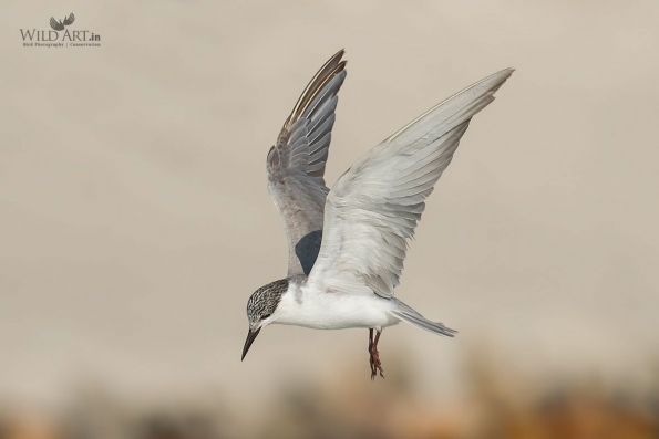 Gulls, Terns, Skimmers (Laridae)