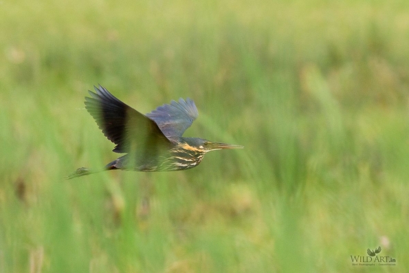 Herons, Bitterns (Ardeidae)