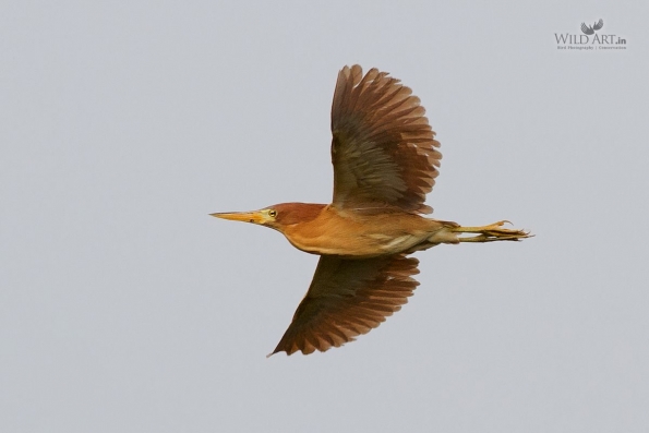 Herons, Bitterns (Ardeidae)