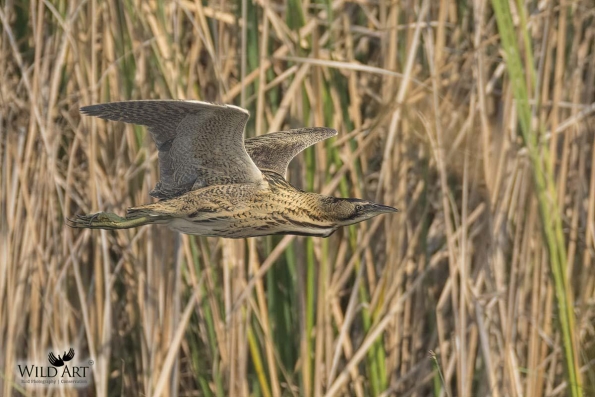 Herons, Bitterns (Ardeidae)