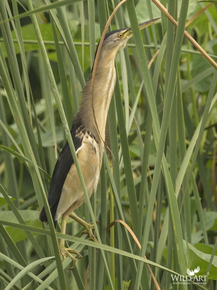 Herons, Bitterns (Ardeidae)