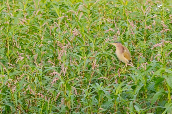 Herons, Bitterns (Ardeidae)