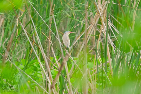 Herons, Bitterns (Ardeidae)
