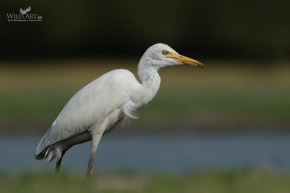 Herons, Bitterns (Ardeidae)
