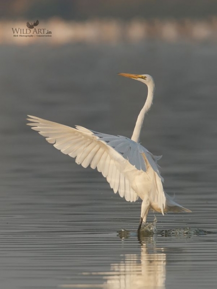 Herons, Bitterns (Ardeidae)