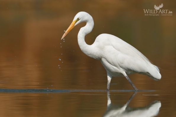Herons, Bitterns (Ardeidae)