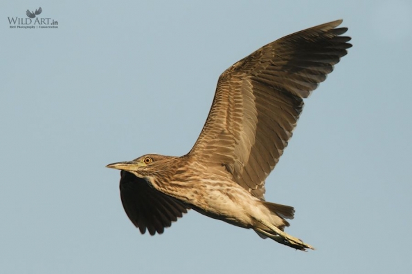 Herons, Bitterns (Ardeidae)