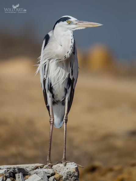 Herons, Bitterns (Ardeidae)