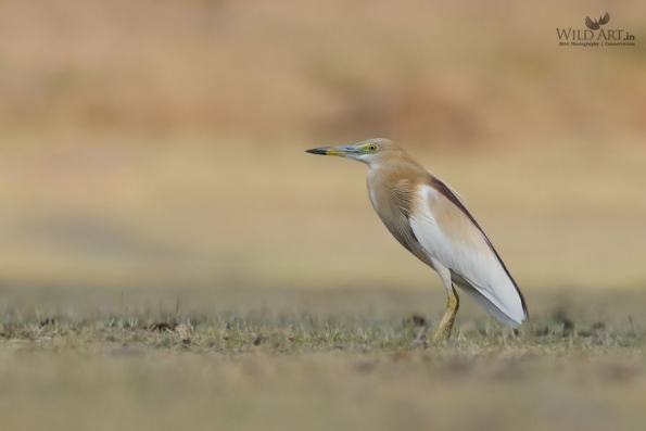 Herons, Bitterns (Ardeidae)