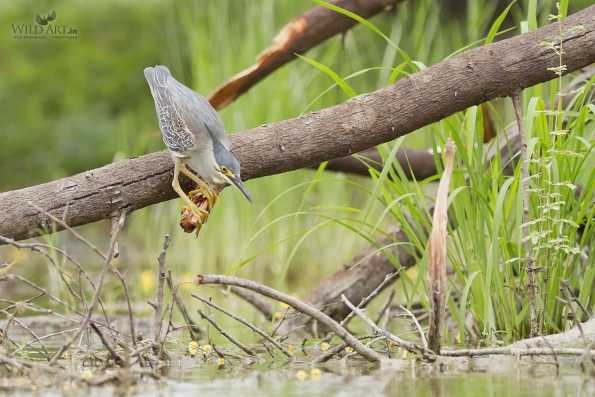 Herons, Bitterns (Ardeidae)