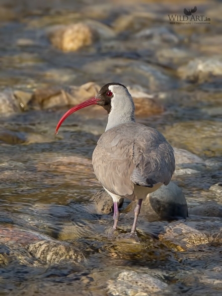 Ibisbill (Ibidorhynchidae)