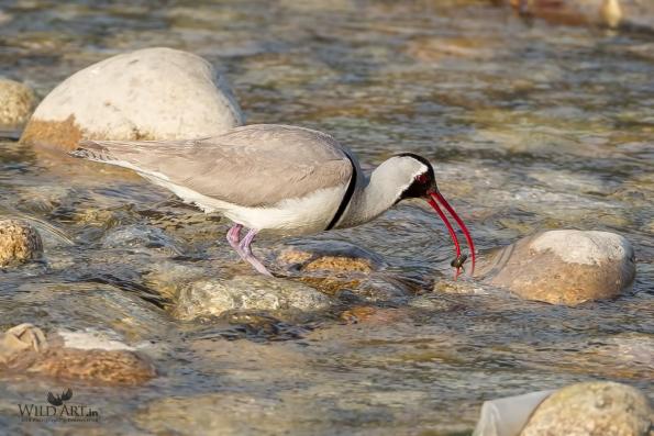 Ibisbill (Ibidorhynchidae)