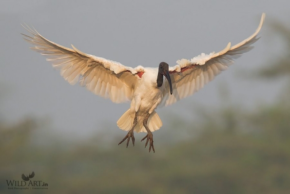 Ibises, Spoonbills (Threskiornithidae)