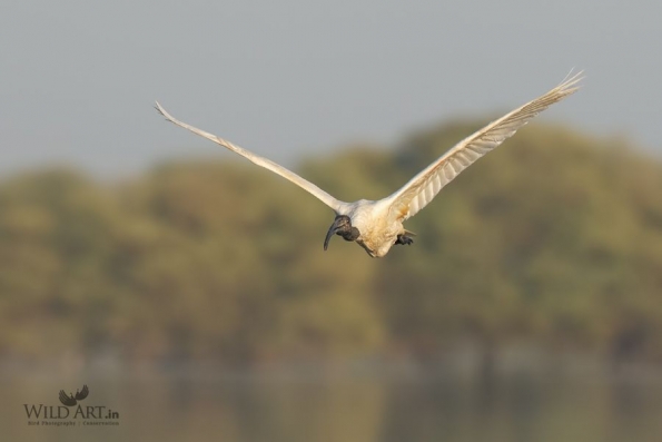 Ibises, Spoonbills (Threskiornithidae)