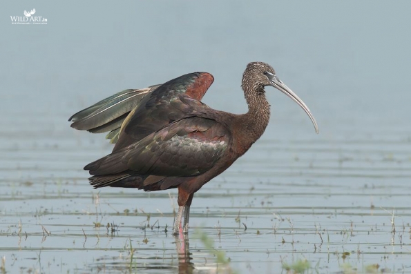 Ibises, Spoonbills (Threskiornithidae)