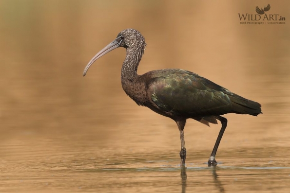 Ibises, Spoonbills (Threskiornithidae)