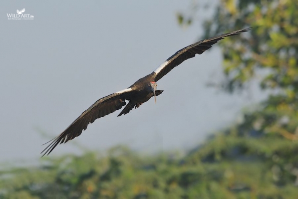 Ibises, Spoonbills (Threskiornithidae)