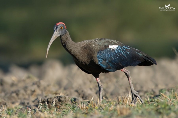 Ibises, Spoonbills (Threskiornithidae)