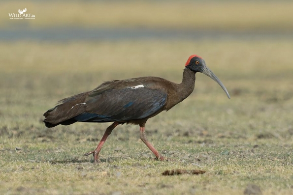 Ibises, Spoonbills (Threskiornithidae)