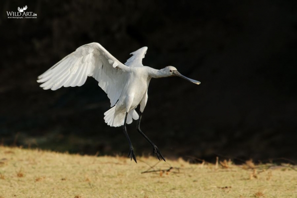 Ibises, Spoonbills (Threskiornithidae)