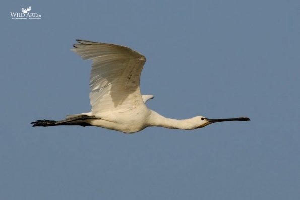 Ibises, Spoonbills (Threskiornithidae)