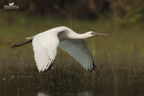 Ibises, Spoonbills (Threskiornithidae)