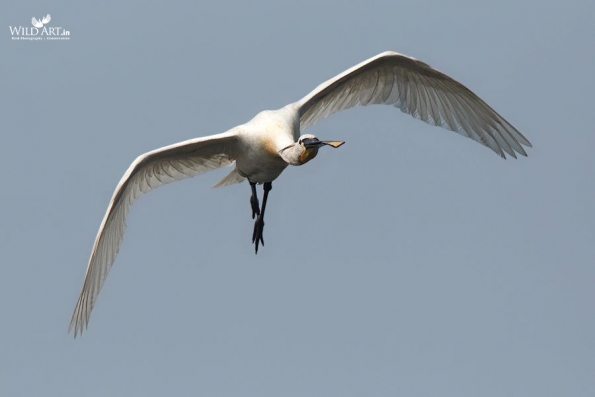 Ibises, Spoonbills (Threskiornithidae)