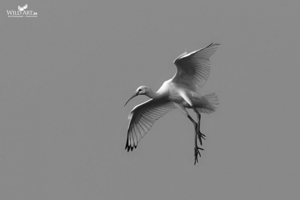 Ibises, Spoonbills (Threskiornithidae)
