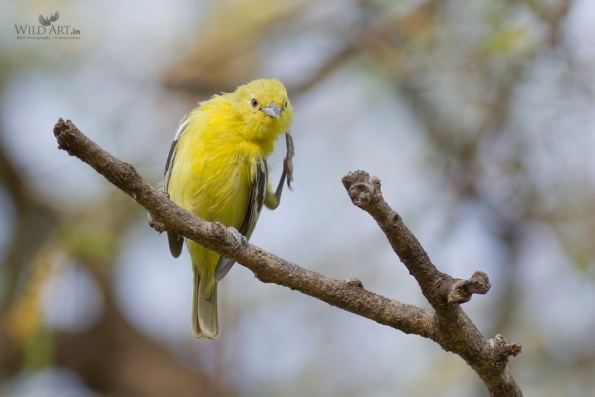 Ioras (Aegithinidae)