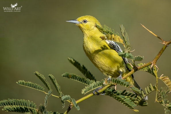 Ioras (Aegithinidae)