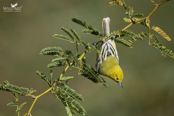 Ioras (Aegithinidae)