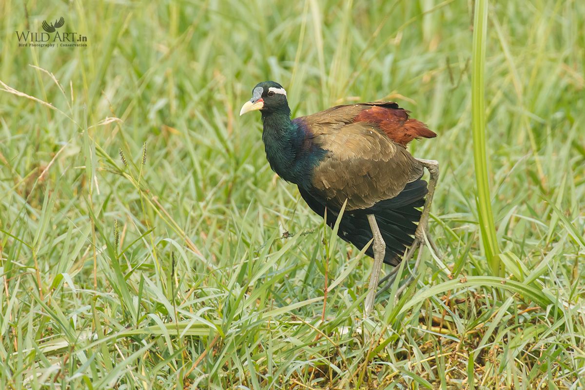 Bronze-winged Jacana
