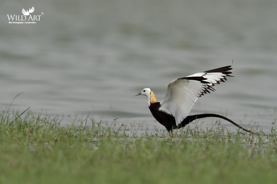 Pheasant-tailed Jacana