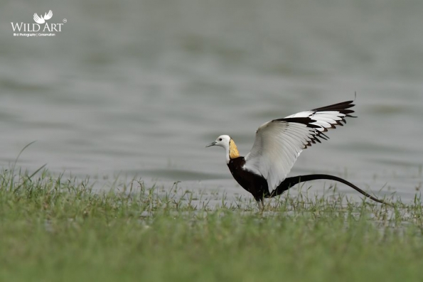 Jacanas (Jacanidae)