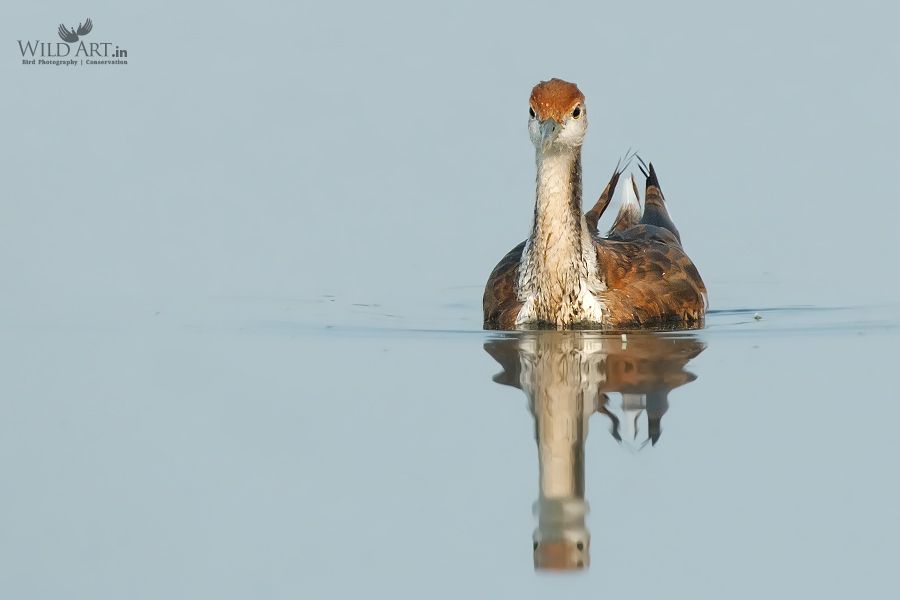 Pheasant-tailed Jacana