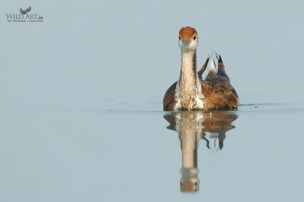 Jacanas (Jacanidae)