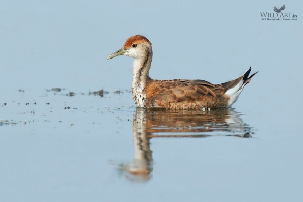 Jacanas (Jacanidae)